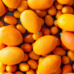 Kumquat